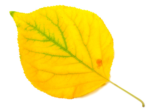 Yellowed autumn poplar leaf isolated on white background. Close-up view.