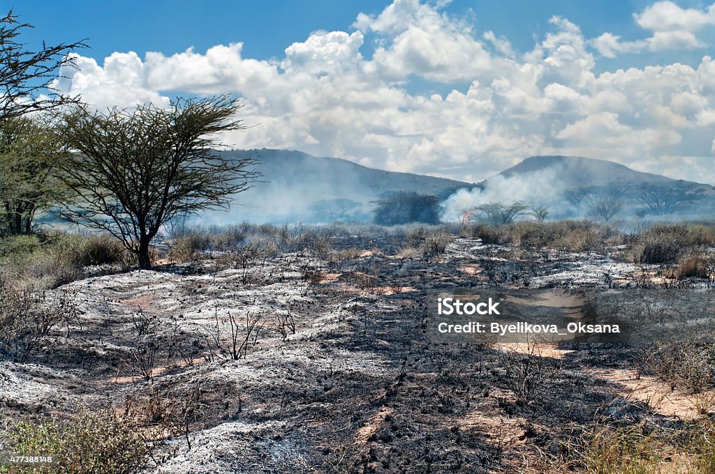 Wildfire in African savanna Wildfire in African savanna, Kenya Arson Stock Photo