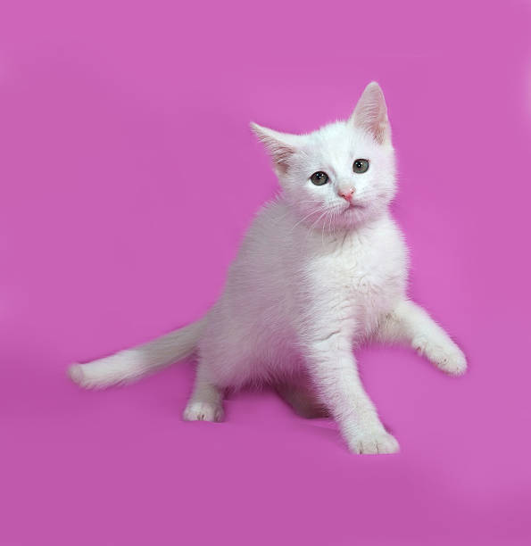 istock Fluffy white kitten playong on pink 477388764