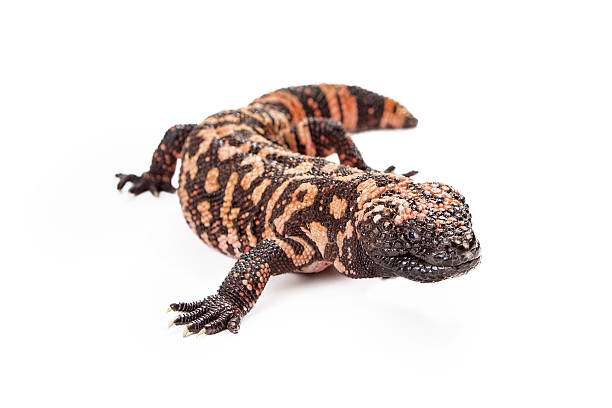 istock Gila Monster Lizard Isolated on White 477388950