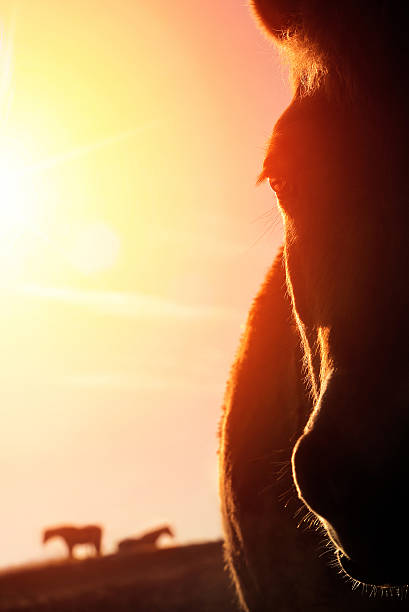 istock Horse portrait with warm backlight 477388986