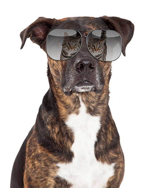 istock Funny Dog With Cat Reflection in Sunglasses 477389464