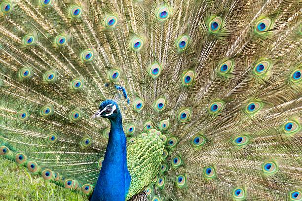 istock Feathers of the peacock 477389828