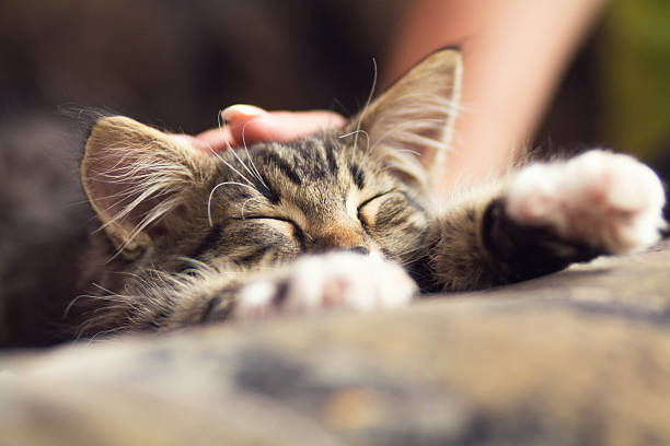 istock kitten sleep on the couch 477390172