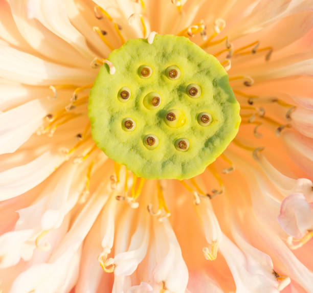 istock Thailand pink lotus style 477390364