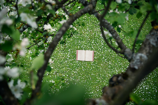 A vintage book lies in a garden full of apple blossoms. Taken from above through between branches of a blossoming apple tree.