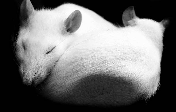 Sleep Rats Mouse 3,600+ Sleeping Mouse Stock Photos, Pictures & Royalty-Free Images - iStock