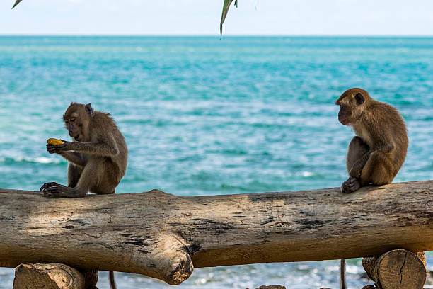 Monkeys eating on stump of tree