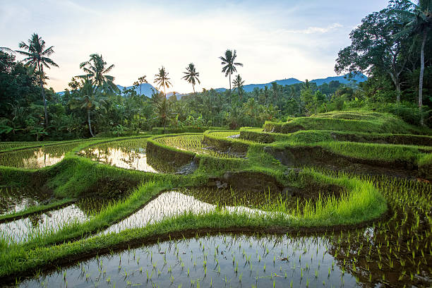 istock Bali Rice Terraces.  Rice fields of Jatiluwih 477391872