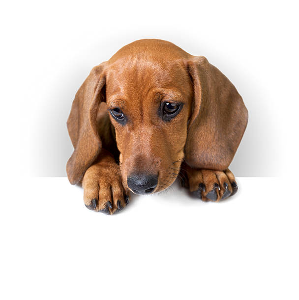 istock cute Dachshund Puppy with white banner for text 477392013