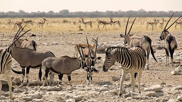 istock Namibia Etosha Park Savannah Water Pool 477392160