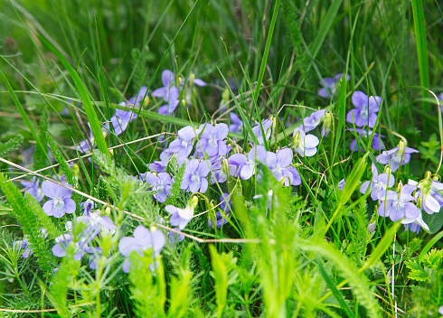 Wild Violets Flowers in the Grass, Beautiful Spring Purple Flowers
