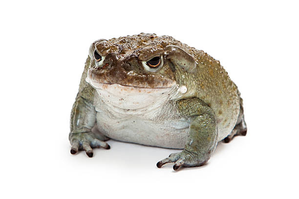 Sonoran Desert Toad Isolated on White stock photo