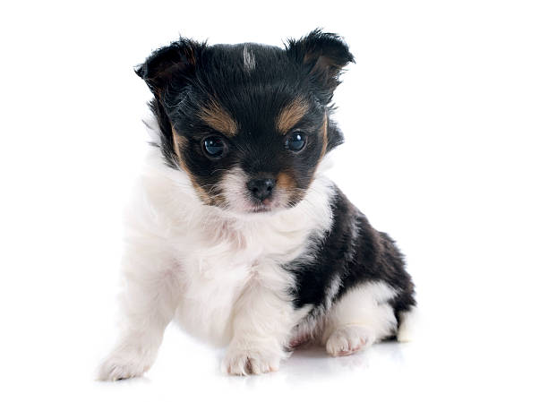 istock puppy chihuahua 477392601