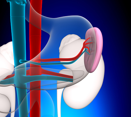 Spleen Human Anatomy with circulatory system on blue background concept