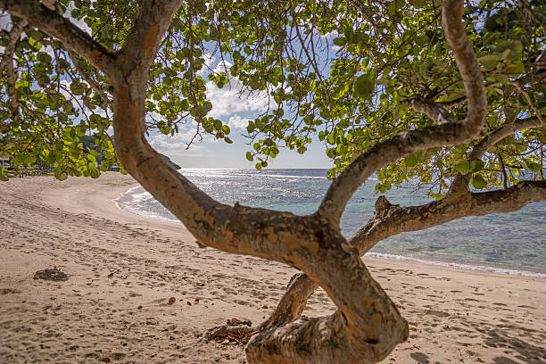 istock Tropical beach of Guadeloupe 477392686