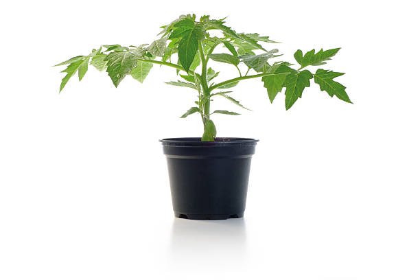 istock Tomato Seedling Potted Plant 477393216
