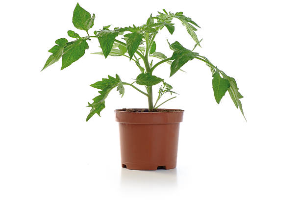 istock Tomato Seedling Potted Plant 477393474