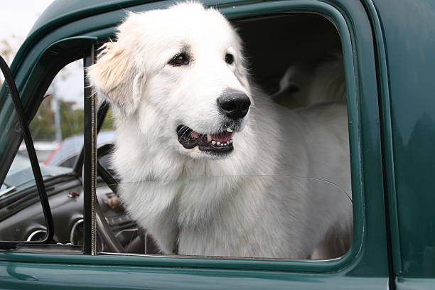istock Big Dogs Small Truck 477393630