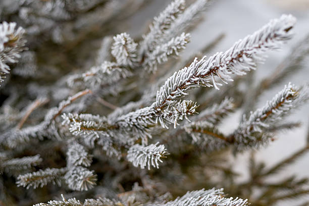 istock Winter frost on christmas tree. 477393823
