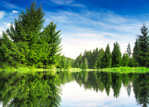 Mountain Lake with Fir Tree Forest and Green Fresh Vegetation, Nature Landscape Blue Bright Sky