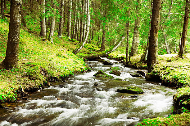 istock River Flowing in the Forest Landscape 477396508