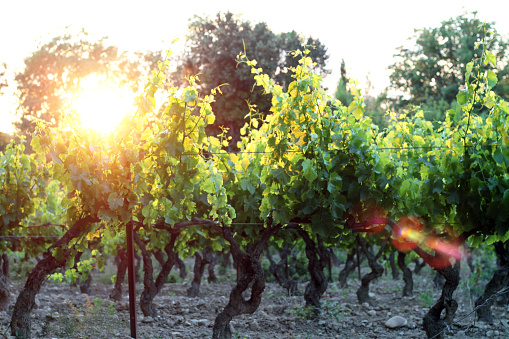 Golden sunset in the vineyard
