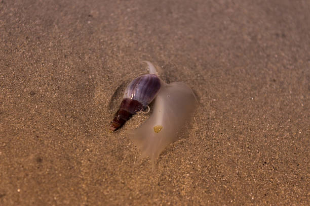 istock Sea Snails in beach sand 477397022