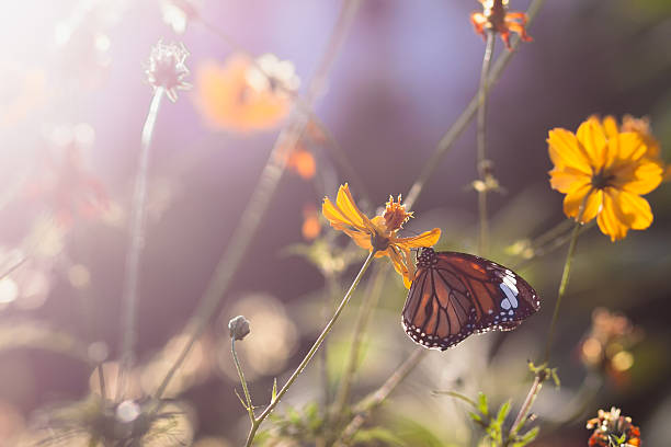 istock Butterfly in shining day 477397530