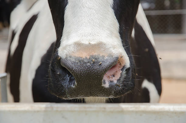 istock Black and white cow snout 477397680