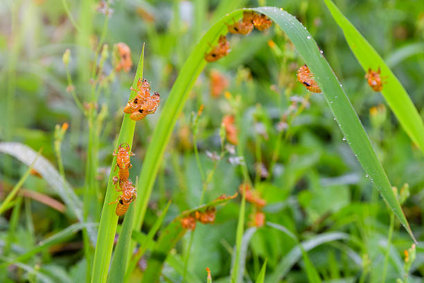 istock Green grass with pupa an insect ,spring summer grass background 477397804