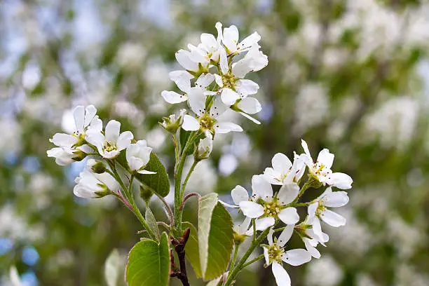 Flowers of serviceberry in the garden