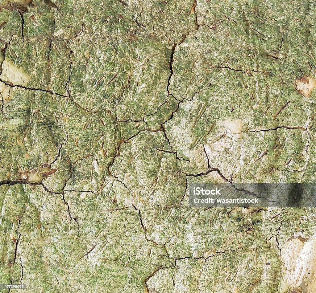 Tree Cracking Pattern Wood Tree Crack Texture Background Pattern Stock Photo - Download Image ...