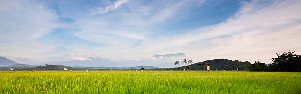 istock Paddy field with blue sky at Sabah, Borneo, Malaysia 477398349