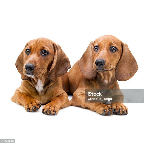 Isolated Two Dachshund Puppies Sitting Stock Photo - Download Image Now - Animal, Animal Themes, Brown