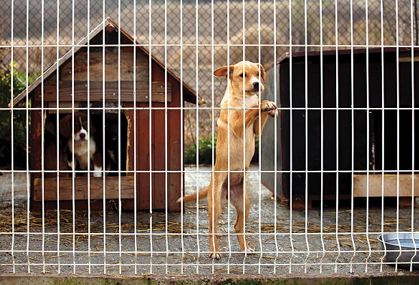 istock lonely puppie leaning fence 477398886