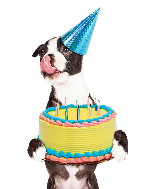 istock Hungry Birthday Puppy Holding Cake 477398904