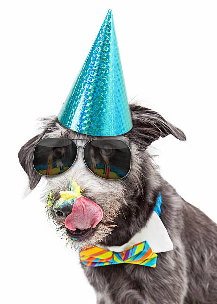 istock Funny Dog Eating Birthday Cake 477398908