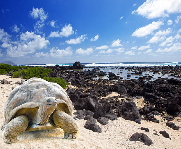 Large turtle (Megalochelys gigantea) at the sea edge stock photo