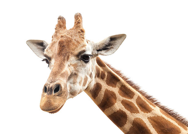 istock Giraffe Head Against an Overcast White Sky 477399673