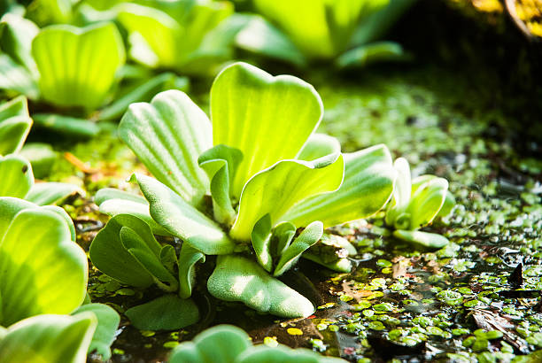 istock Duckweed in the park pond 477399841