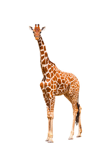 Giraffe (Giraffa camelopardalis), isolated on white background Portrait of a giraffe isolated on white background