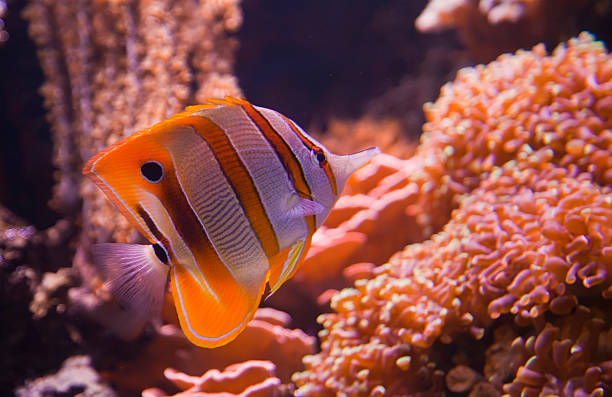 istock Colorful tropical fish under water 477399907
