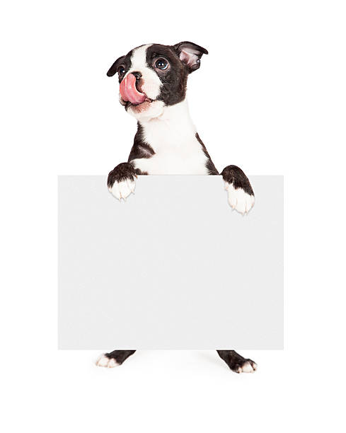 istock Hungry Puppy Holding Blank Sign 477400012