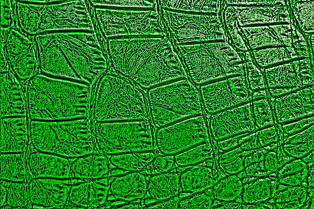 istock Green alligator skin texture for background 477400078