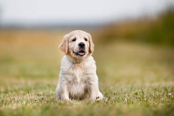 istock Golden retriever puppy on a sunny day 477400418