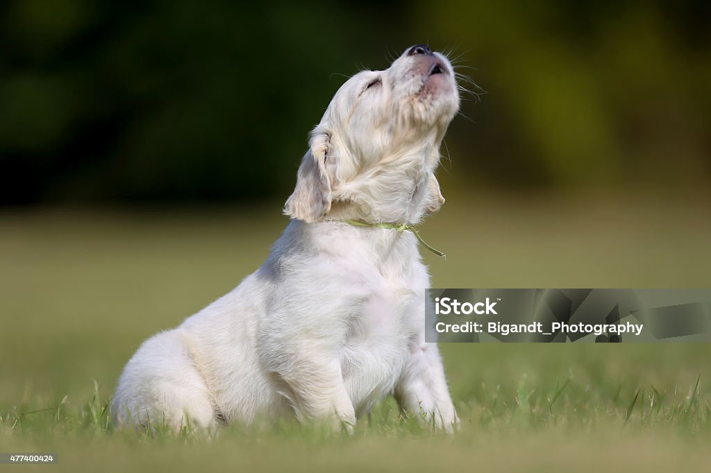 Howling puppy Seven week old golden retriever puppy outdoors on a sunny day. Dog Stock Photo