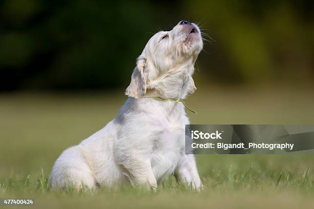 Howling Puppy Stock Photo - Download Image Now - Dog, Barking Animal, Howling