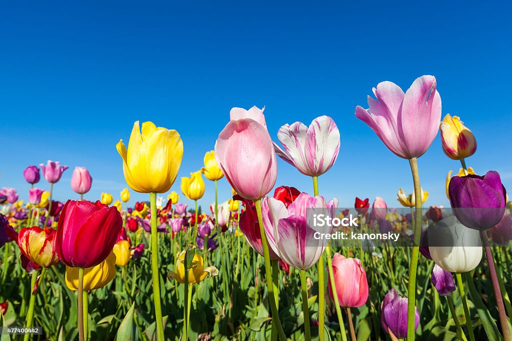 Nahaufnahme bunte Tulpen im Tulpenfeld - Lizenzfrei Tulpe Stock-Foto