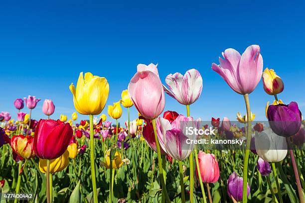 Photo libre de droit de Gros Plan De Tulipes Colorées Dans Le Champ De Tulipes banque d'images et plus d'images libres de droit de Tulipe